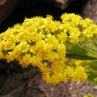 Solidago sempervirens