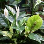 Spathiphyllum sp.