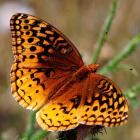 Speyeria cybele