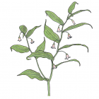 Streptopus lanceolatus (anc. Streptopus roseus)