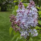Syringa vulgaris 'Heavenly Blue'.