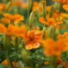 Aztec marigold