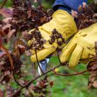 Someone is pruning a branch of a shrub with secateurs.