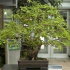 Tamarindus indica