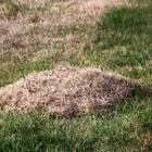 Thatch on the ground