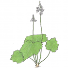Tiarella cordofolia