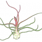 Tillandsia bulbosa Hook.