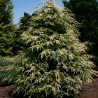 Tsuga canadensis 'Summer Snow'