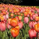 Massed tulips (Tulipa cv.)
