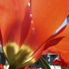 Tulipe au Jardin de la paix