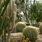 The collection of cacti in the Arid Regions Conservatory.