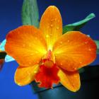 X Sophrolaeliocattleya 'Mango Spice'