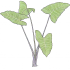 Xanthosoma violaceum Schott