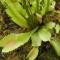 Une dionée attrape-mouche (<em>Dionaea muscipula</em>), une plante carnivore.