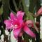 Epiphyllum.
