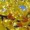 Ginkgo biloba.