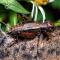 Gryllidae