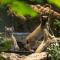 Trois chatons lynx à voir au Biodôme