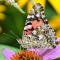 Une Belle-Dame, un papillon migrateur aussi appelée Vanesse des chardons (Vanessa cardui), posée sur une fleur.