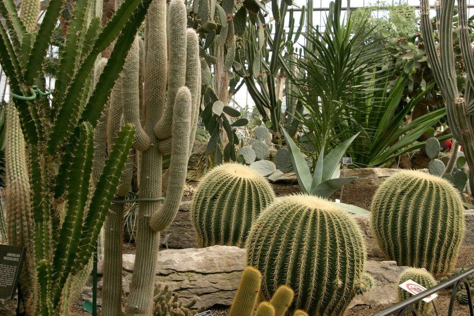Fond Naturel Cactus Plante Succulente. Belle Echeverie Fleurie